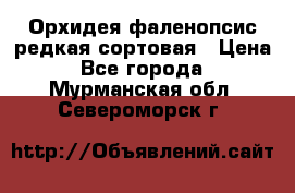 Орхидея фаленопсис редкая сортовая › Цена ­ 800 - Все города  »    . Мурманская обл.,Североморск г.